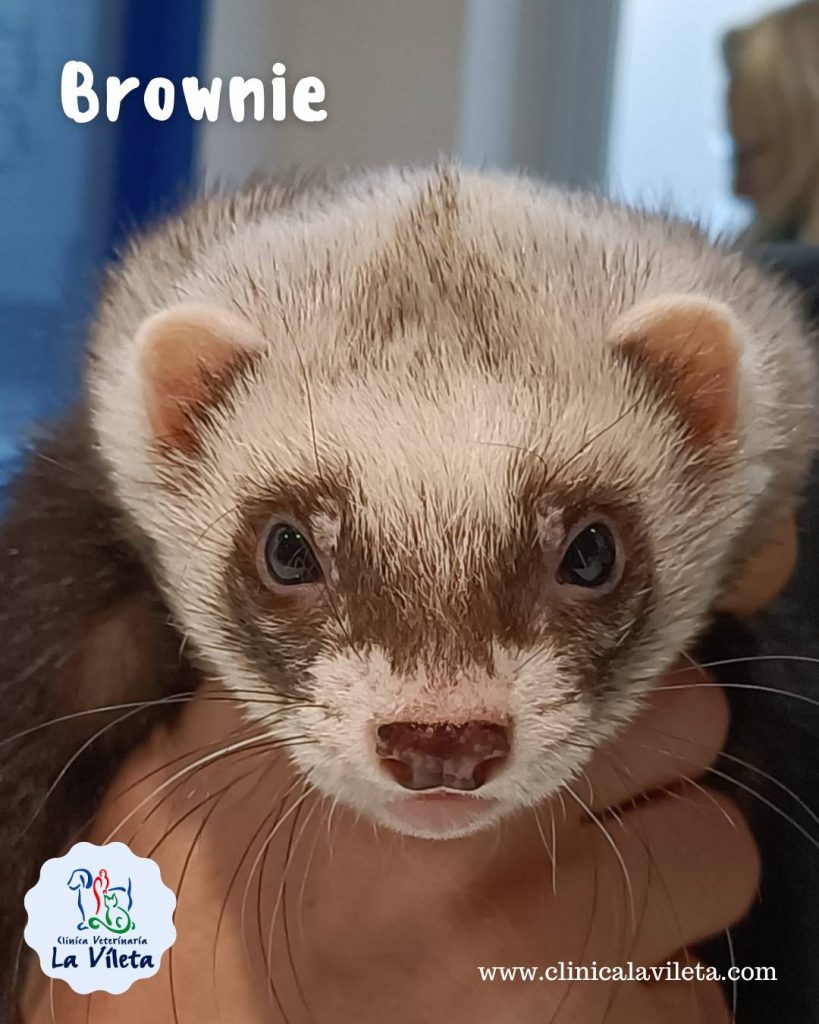 Brownie. Veterinarios de hurones en Mallorca