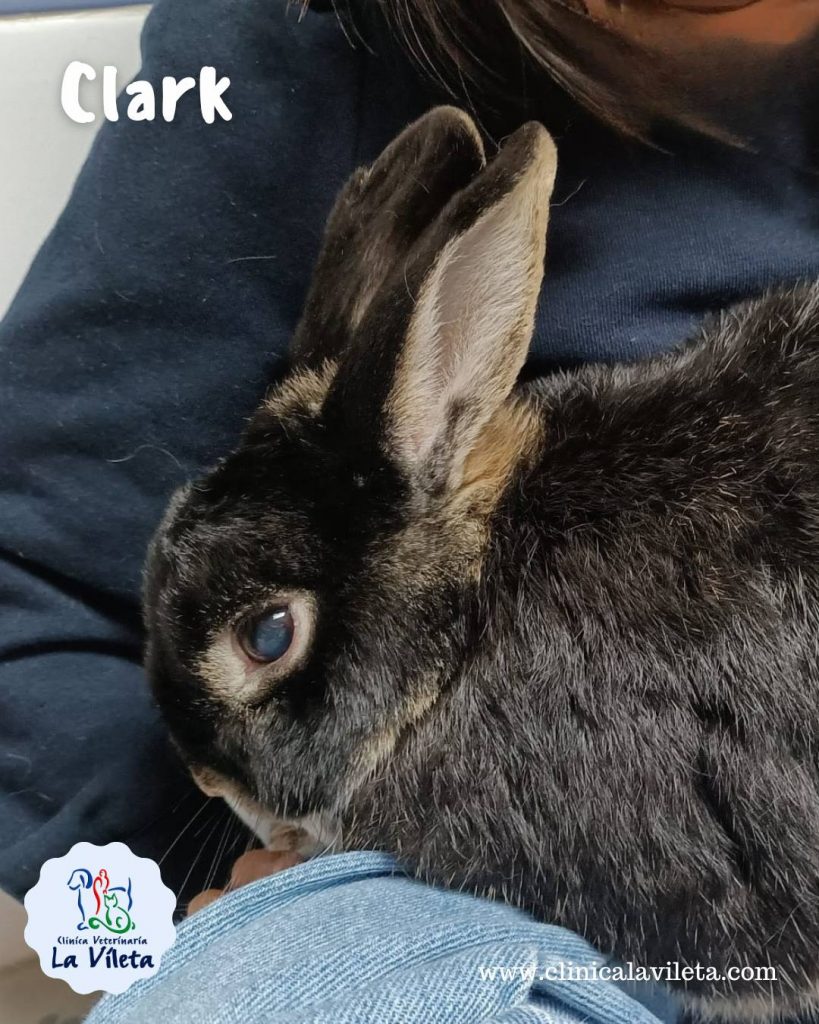 Clark - Veterinarios de conejos en Mallorca