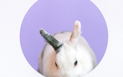 Maloclusión o enfermedad dental en conejos