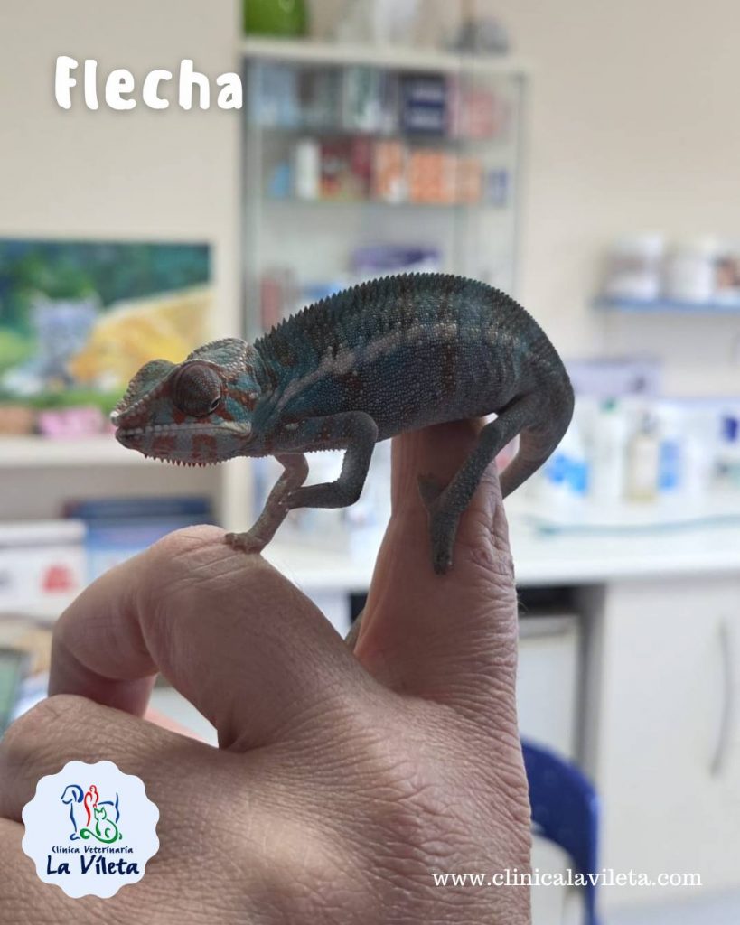 Flecha - Veterinarios de reptiles en Mallorca