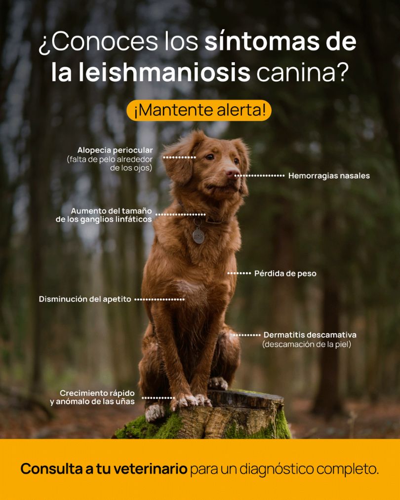 Leishmaniosis Canina en Mallorca: Guía Completa de Síntomas, Diagnóstico y Prevención