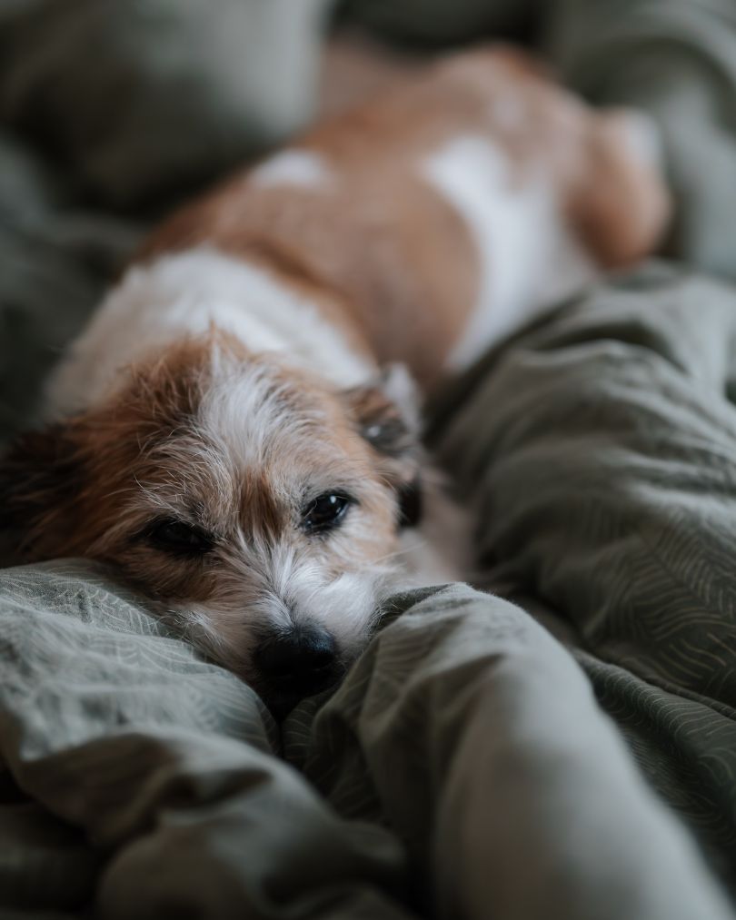 Leishmaniosis Canina en Mallorca: Guía Completa de Síntomas, Diagnóstico y Prevención