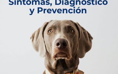 Leishmaniosis Canina en Mallorca: Guía Completa de Síntomas, Diagnóstico y Prevención