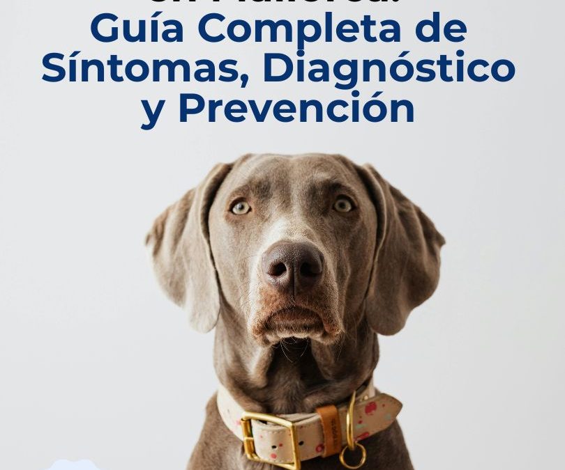 Leishmaniosis Canina en Mallorca: Guía Completa de Síntomas, Diagnóstico y Prevención