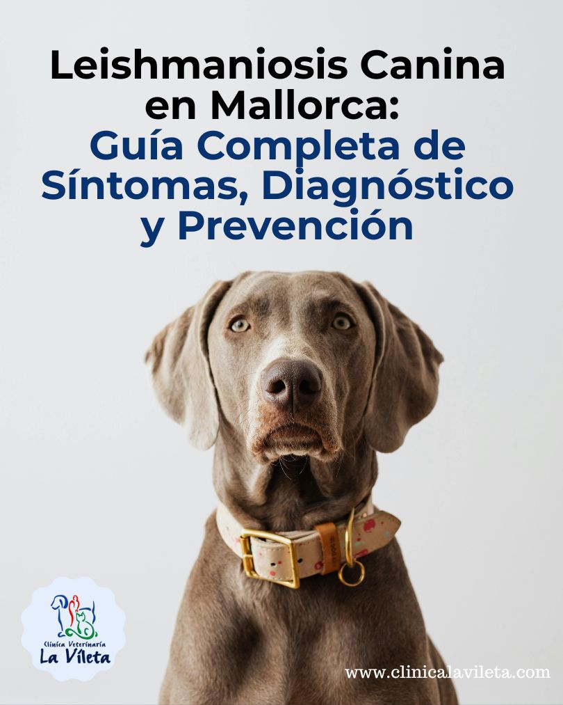 Leishmaniosis Canina en Mallorca: Guía Completa de Síntomas, Diagnóstico y Prevención