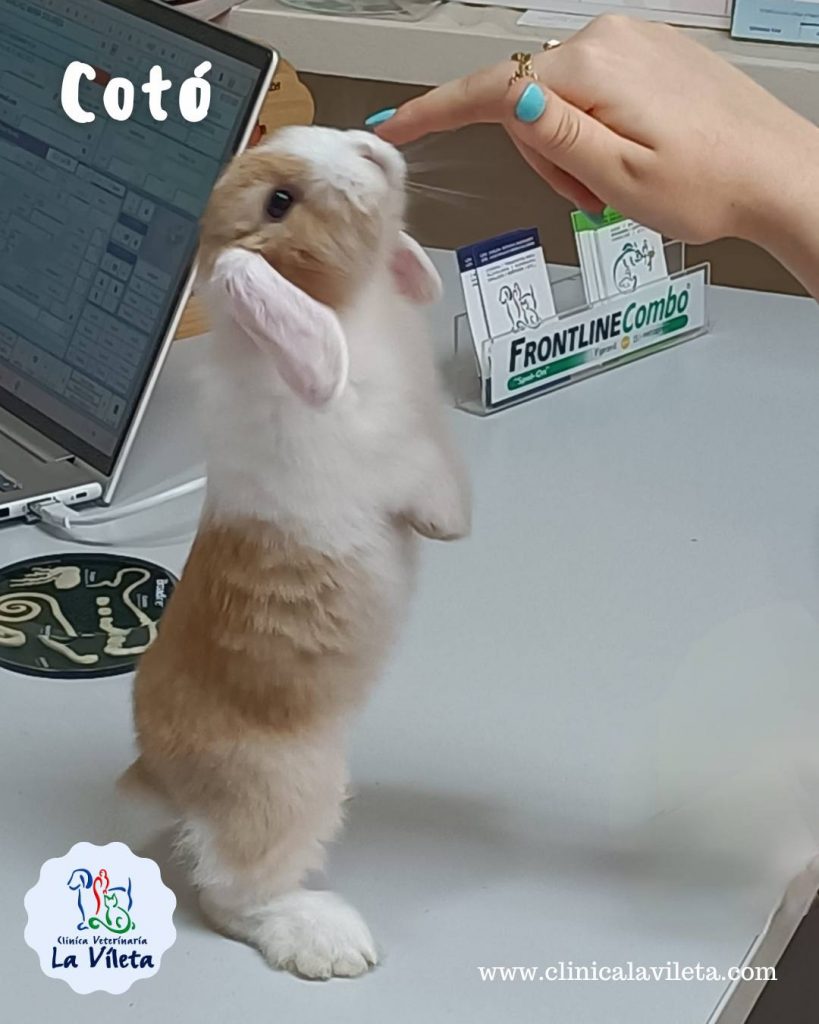 Cotó - Veterinarios de conejos en Mallorca