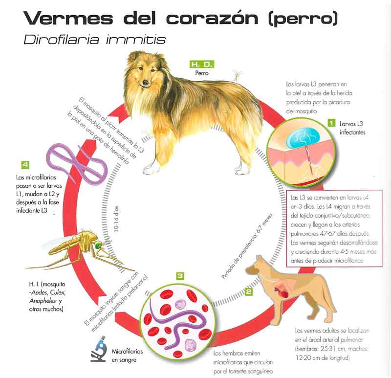 La dirofilariosis canina o enfermedad del gusano del corazón