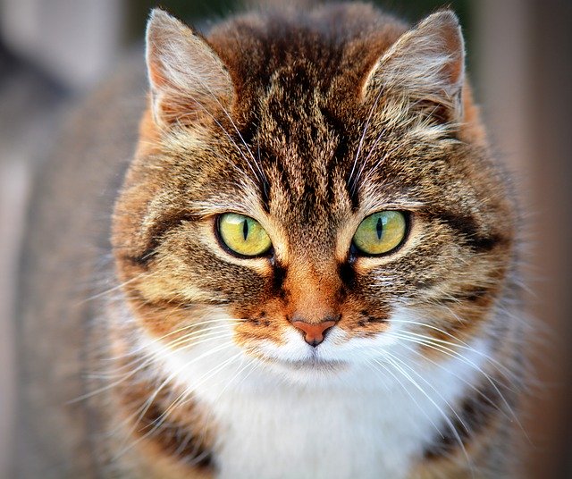 tratamientos hipertiroidismo en gatos