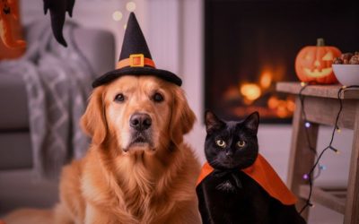🎃 Halloween y mascotas: cómo celebrar con seguridad y cuidado