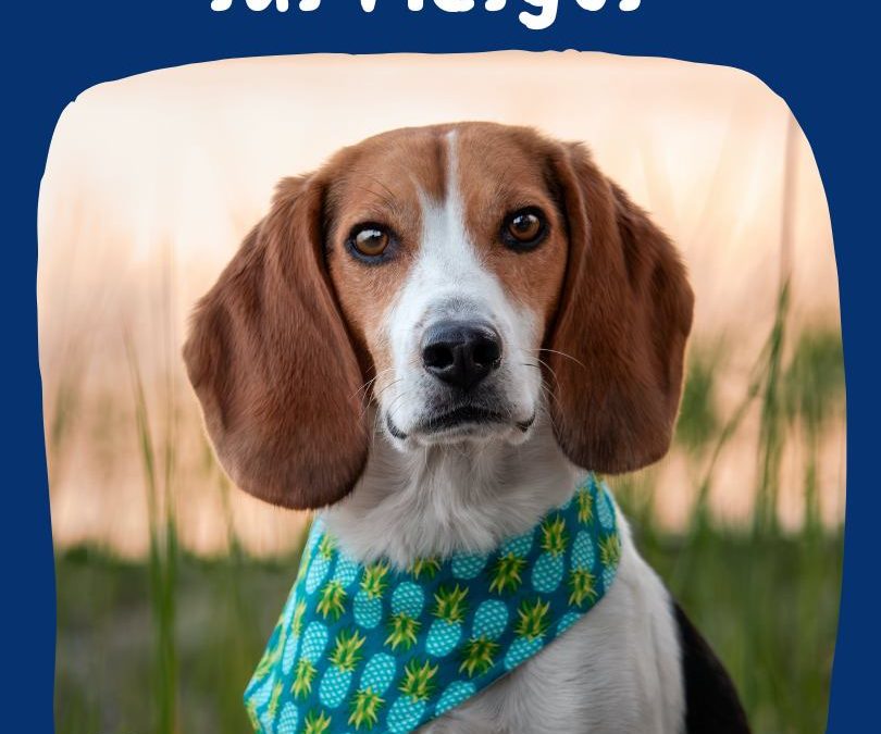 Las espigas y sus riesgos para las mascotas