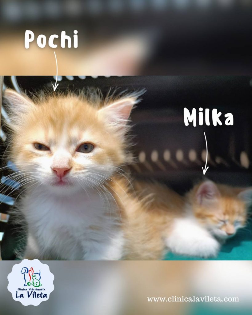 Pochi y Milka -Veterinarios de gatos en Mallorca