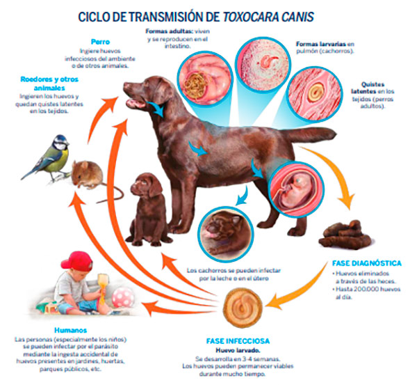 Galaxia limpiar Hueso Toxocara Canis: Un Parásito que afecta a perros y propietarios | Clinica La  Vileta