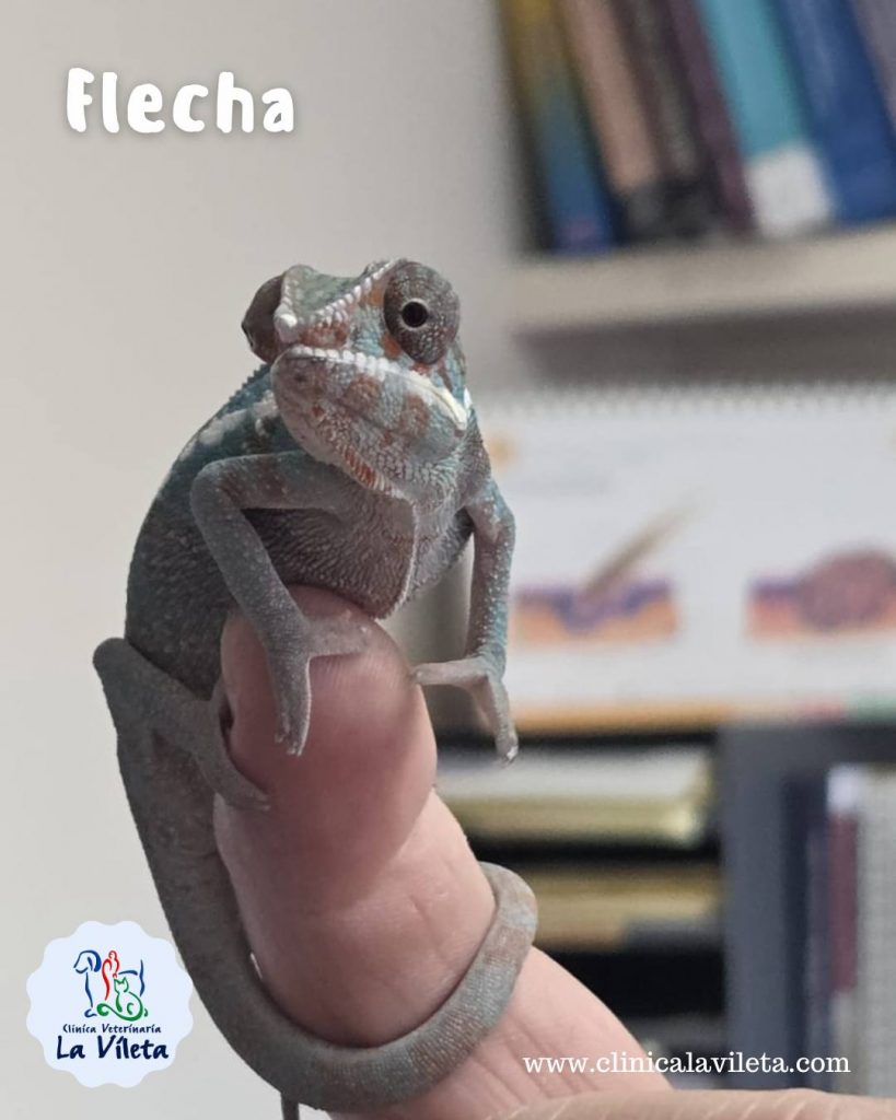 Flecha - Veterinarios de reptiles en Mallorca
