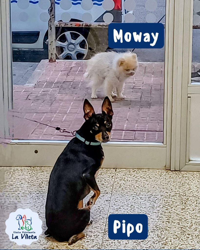 Pipa y Noway -Veterinarios en Mallorca