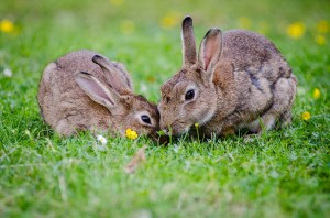 veterinarios de conejos en palma