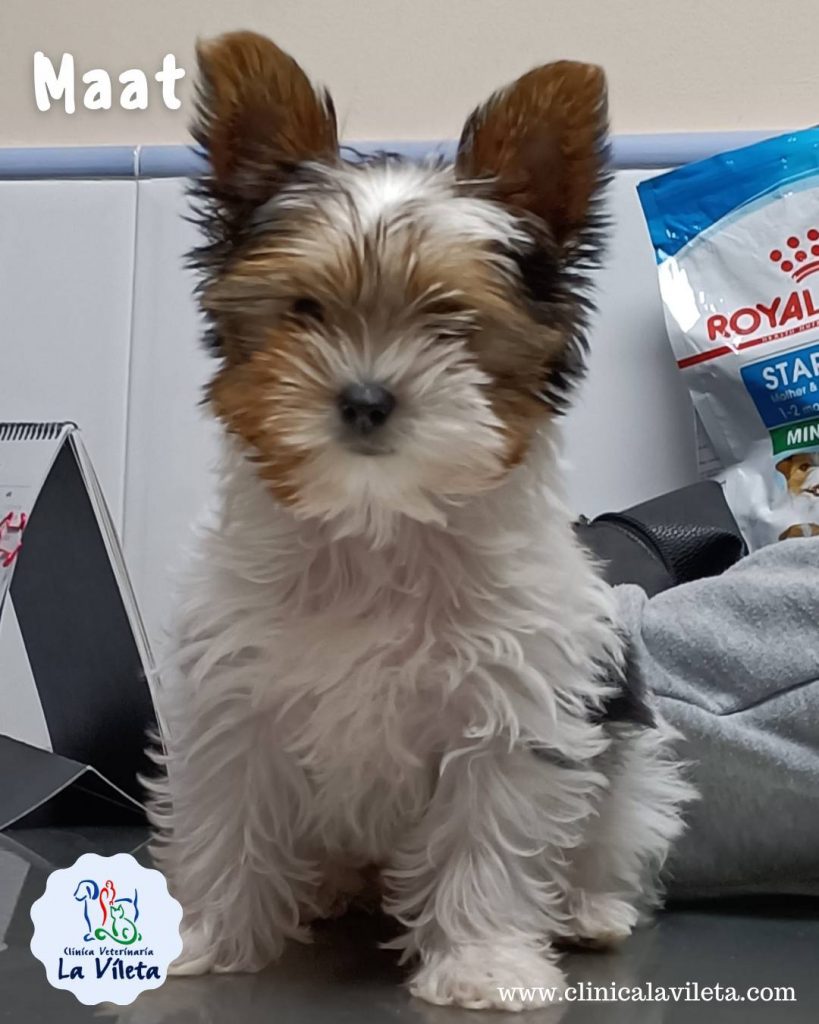 Maat -Veterinarios en Mallorca
