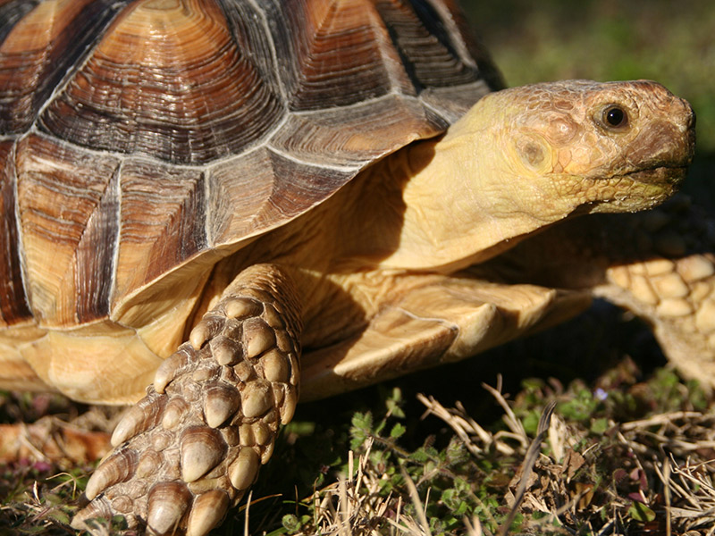 Galería Fotos Tortugas | Clinica La Vileta